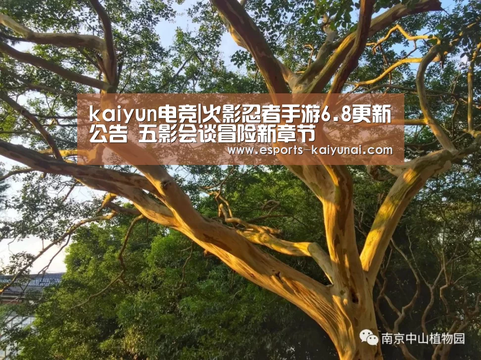 kaiyun电竞|火影忍者手游6.8更新公告 五影会谈冒险新章节(图3) 开云电竞