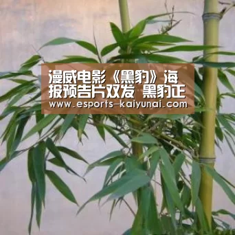开云电竞